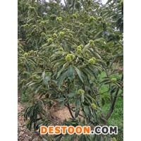 板栗苗栽培管理普洱市信陽果粉多
