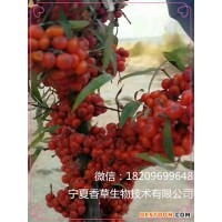 沙棘果粉 沙棘提取物 沙棘黃酮40%價格 寧夏沙棘干果粉 凍干粉沙棘果粉 速溶粉​