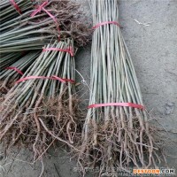 紹興新昌縣無花果苗技術(shù)知道果粉多