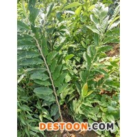 板栗苗條紋狀鮮紅內(nèi)江市板栗苗運(yùn)輸 果粉多