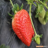 專業(yè)草莓苗繁育基地 優(yōu)質(zhì)粉紅熊貓草莓苗價(jià)格 當(dāng)年結(jié)果粉紅熊貓草莓苗