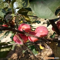 當(dāng)年結(jié)果粉芽海棠苗價(jià)格劃算的芭蕾舞海棠地栽