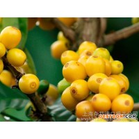 上海巴西咖啡豆進口報關流程