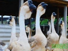 曾哈兒鹵鵝加盟多少錢？曾哈兒鹵鵝加盟費(fèi)用大解析！