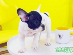 萌犬燒綠豆沙牛乳加盟