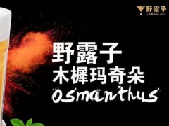野露子奶茶加盟
