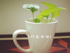 一杯時(shí)光加盟