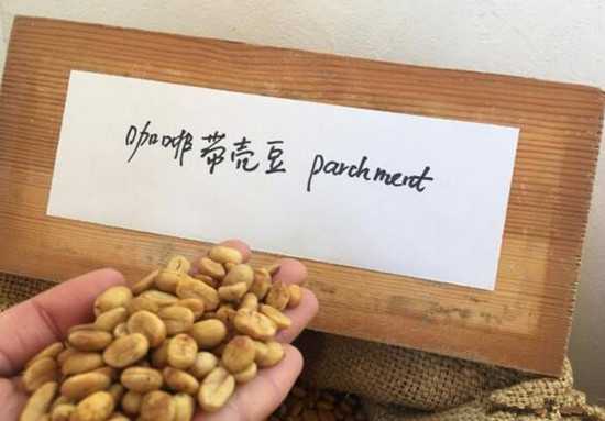 咖啡豆果實一般都是采用人工方式采摘