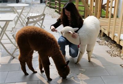 擼羊駝、擼刺猬……異寵咖啡館如何異軍突起？