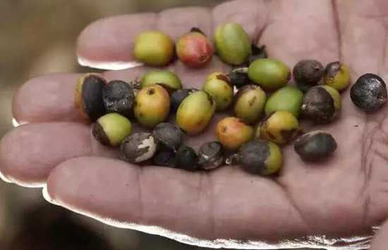 關(guān)于氣候變化對咖啡的影響，你需要知道這些
