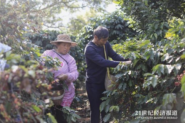 張和云在咖啡園采摘咖啡 