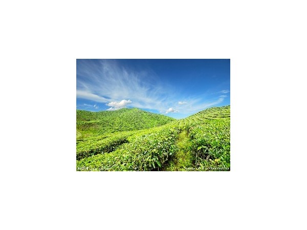 為什么選擇在攀枝花種植咖啡？