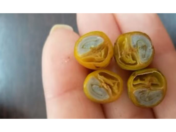 巴西新產(chǎn)季阿拉比卡咖啡質(zhì)量或?qū)⒉焕硐耄瑺€豆現(xiàn)象引發(fā)當(dāng)?shù)仃P(guān)注
