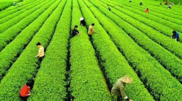 【大數(shù)據(jù)】茶葉大數(shù)據(jù)，顛覆你的思想