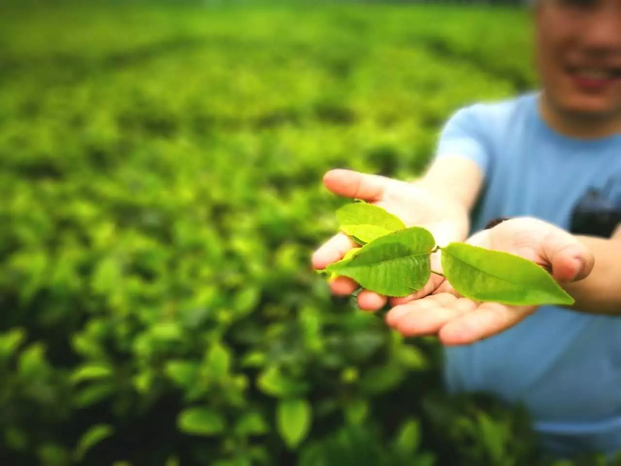 大揭秘 奶茶店用的CTC紅茶為什么那么便宜