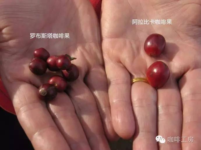 續(xù)篇：咖啡行業(yè)界定阿拉比卡和羅伯斯塔咖啡豆的事實(shí)真相