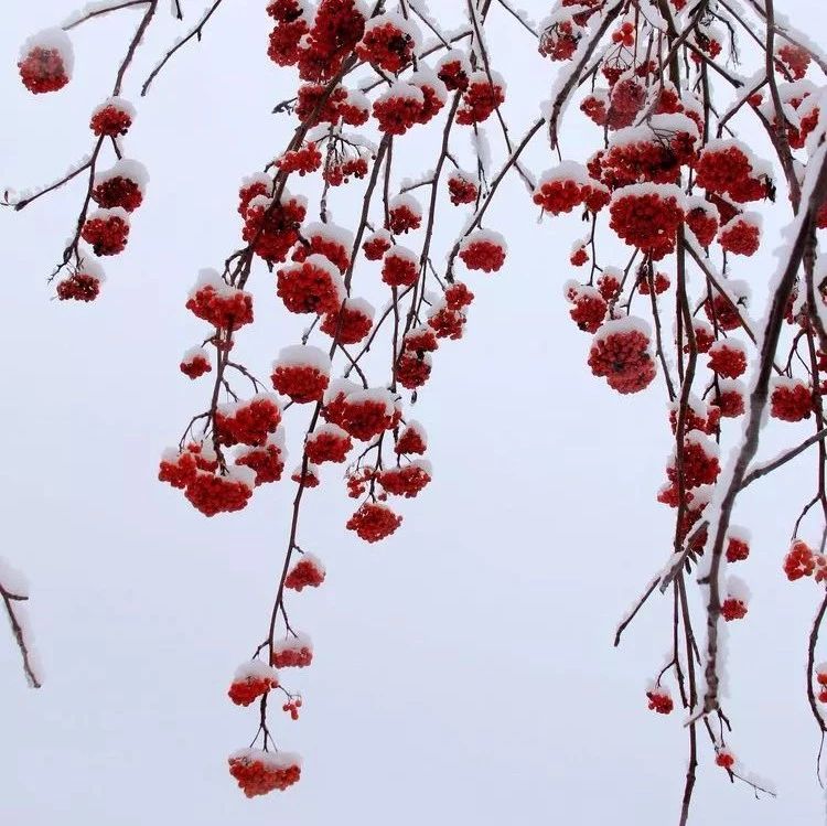 攝影|有一種冬季的美,叫帶嶺的雪!