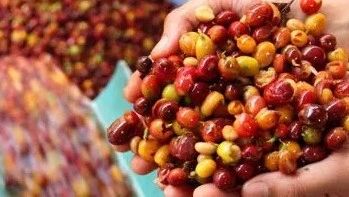 新手問答集錦⑥ | 為什么濃縮會有咸味和酸味？為什么濃縮會將咖啡的風(fēng)味放大？肯尼亞的處理法是什么？