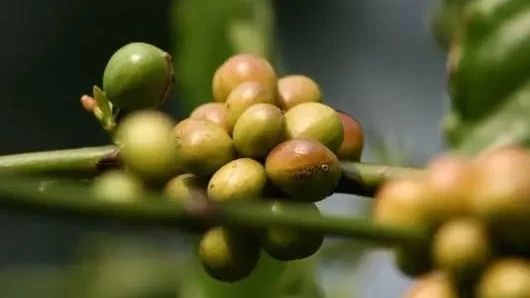 波旁專題 | 巴西紅果、皇后、哈尼亞風(fēng)味對比