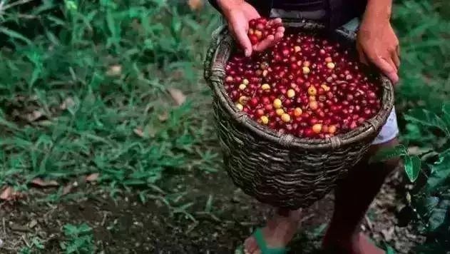 小白品鑒 | 一篇文章帶你了解非洲、亞洲、美洲的咖啡風(fēng)味