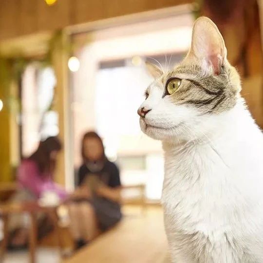 擼貓逗狗沖鴨…咖啡館開(kāi)始變得不一樣了