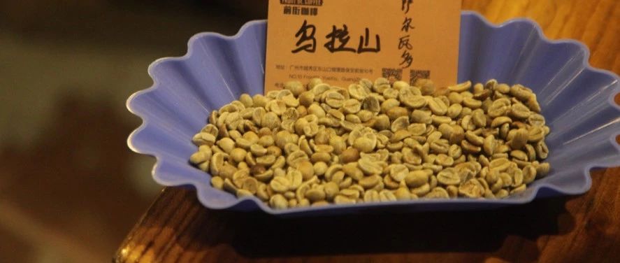 新豆來襲 | 喝一杯“火山之地”的薩爾瓦多蜜處理！