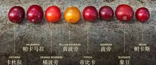 科普 | 咖啡館里單品咖啡的種類及口味介紹
