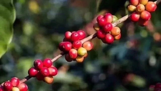 阿拉比卡咖啡和羅布斯塔咖啡豆到底有什么區(qū)別？