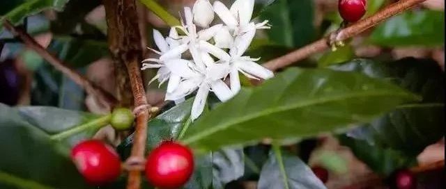 巴拿馬日曬瑰夏對比 | 詹森、紅標、綠標有啥不同？