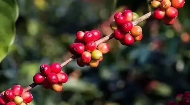 【Typica專題 】藍(lán)山、云南、天堂鳥風(fēng)味對(duì)比 | 咖啡工房研習(xí)課室