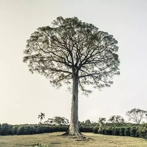 【莊園】關(guān)于神木莊園介紹和故事，測(cè)評(píng)巴西日曬黃波旁杯測(cè)風(fēng)味