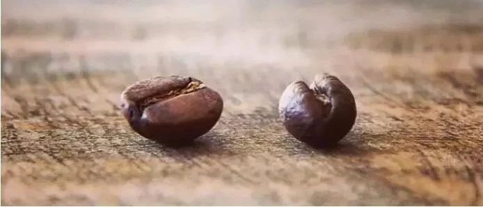 咖啡豆話題 | 圓豆與平豆風(fēng)味有區(qū)別？