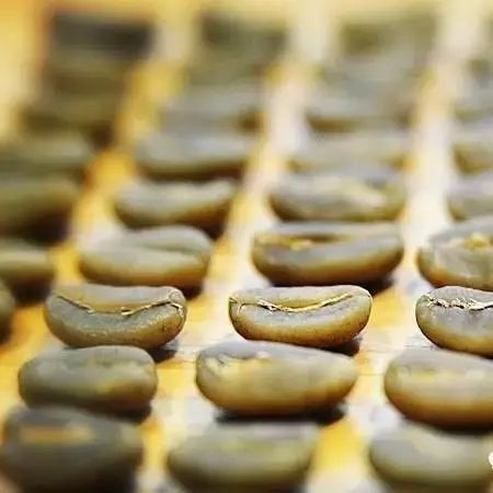 蘇門答臘曼特寧咖啡專題 | 咖啡工房研習(xí)課室
