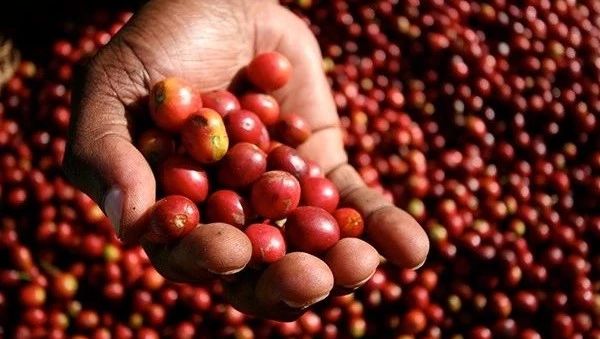 什么是COE？什么是水洗，日曬，蜜處理？認(rèn)識款甜度高的豆子