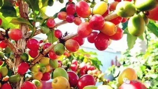 咖啡工房大詞典【肯尼亞AA卡羅歌托】精品咖啡豆