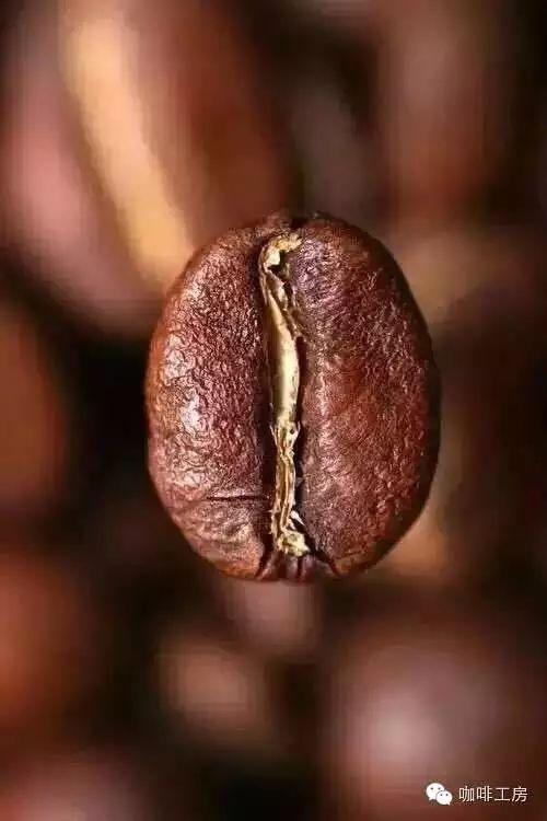 【咖啡常識】咖啡豆的成份解析，不同成份產(chǎn)生不同口感