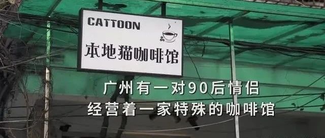 本地貓咖啡館？？原來是一家公益性質(zhì)的“流浪貓貓咖”！