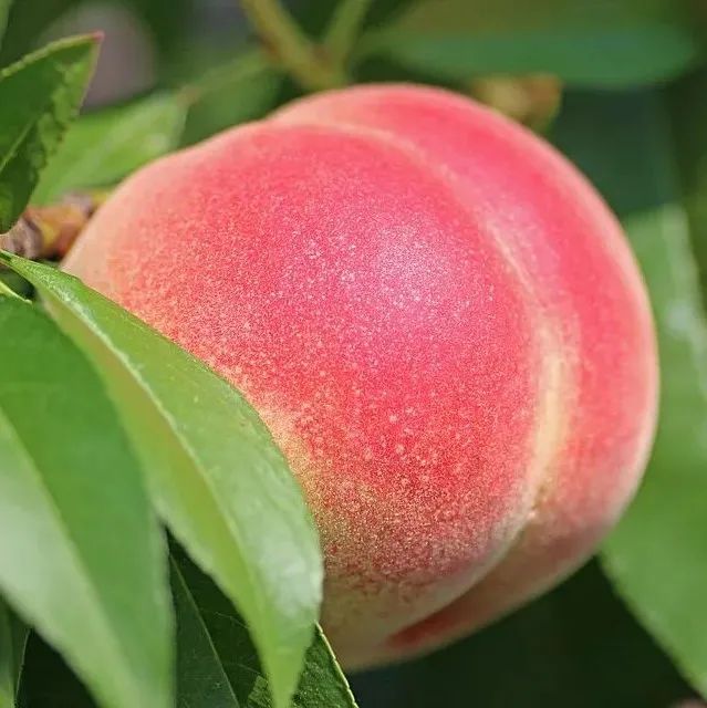 喝起來像水蜜桃汽水的手沖咖啡，你怎能錯(cuò)過？