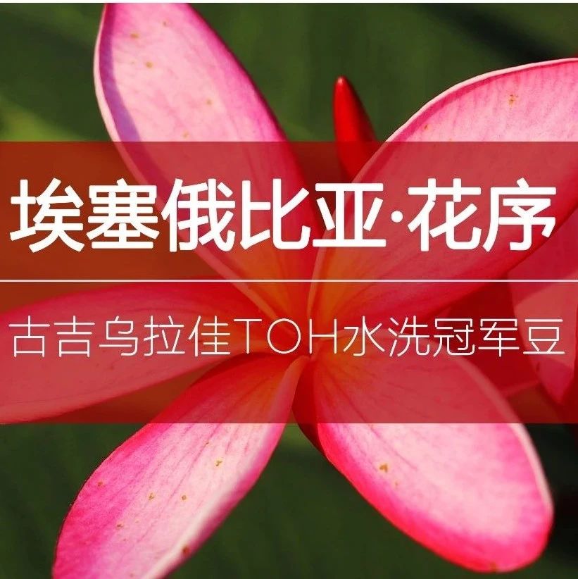 周末快閃豆 | 非洲TOH水洗冠軍豆，  元帶走，手慢無！
