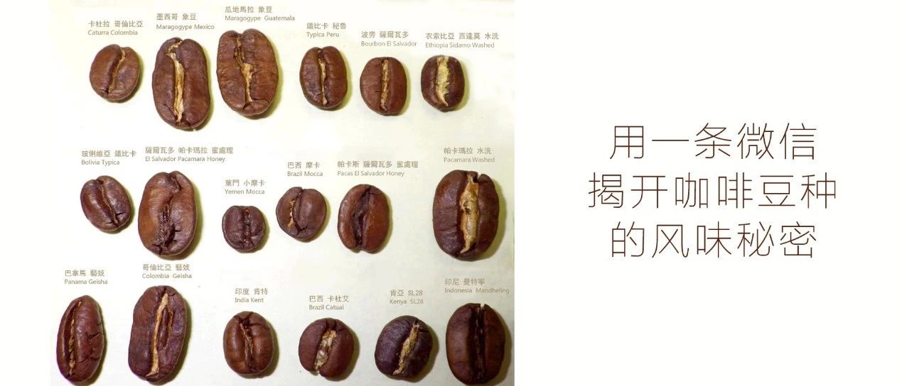 不同咖啡豆種，風(fēng)味有啥不同？（必看干貨）