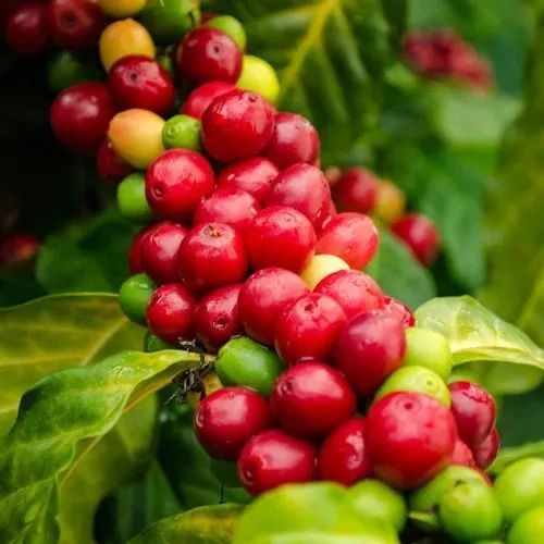 黑森林蛋糕的香氣？！—— 洪都拉斯圣文森處理廠帕卡斯咖啡豆