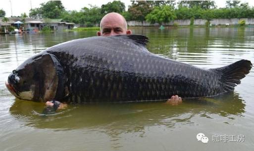 神奇！用咖啡以及胡椒粉制作鯉魚餌，每天可釣斤鯉魚！