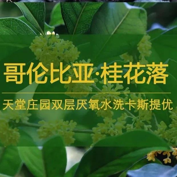 好豆推薦 | 今年秋天流行喝#桂花落#！