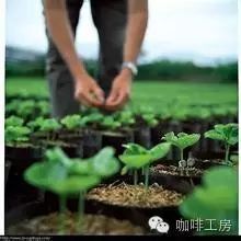 【行業(yè)】國家終于為咖啡農(nóng)出手了.....云南寧洱為咖啡價(jià)格“買保險(xiǎn)”