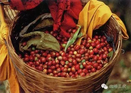 【咖啡常識(shí)】咖啡品種：鐵皮卡Typica