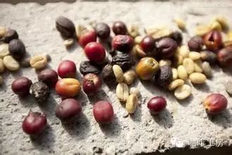 【咖啡常識】SCAA對精品咖啡的缺陷豆標準