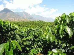 中國主要咖啡產(chǎn)地在哪些地方？中國的精品咖啡豆產(chǎn)地介紹