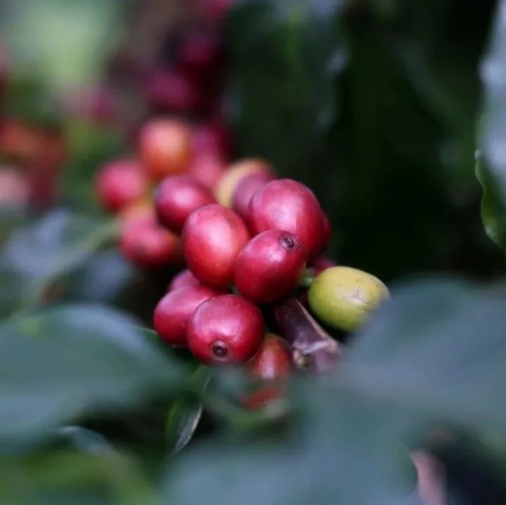 好豆推薦 | 哥斯達黎加紅蜜，  . 元包郵到家！