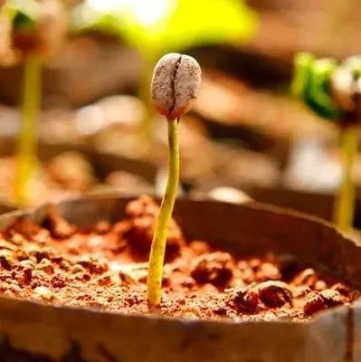 咖啡樹(shù)種有哪些？揭開(kāi)咖啡的神秘面紗吧?。ǘ? title=