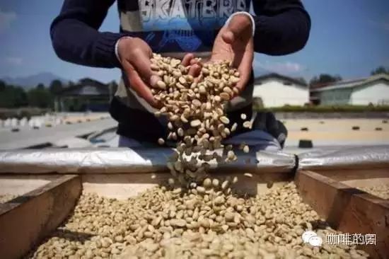 【咖啡常識】科普蘇門答臘濕刨法，霉菌帶來好風(fēng)味